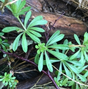 Galium aparine at Acton, ACT - 25 Jul 2021 08:57 AM