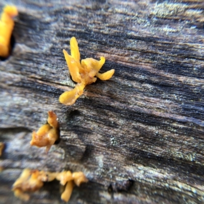 Dacryopinax spathularia (Dacryopinax spathularia) at Belconnen, ACT - 25 Jul 2021 by Nikki