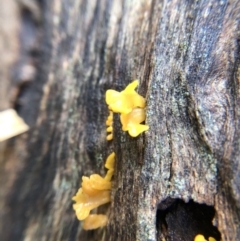 Dacryopinax spathularia at Belconnen, ACT - 25 Jul 2021