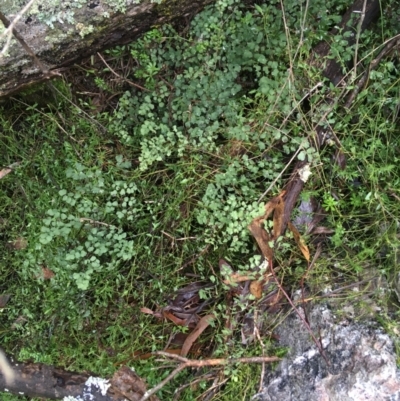 Adiantum aethiopicum (Common Maidenhair Fern) at Black Mountain - 24 Jul 2021 by Ned_Johnston