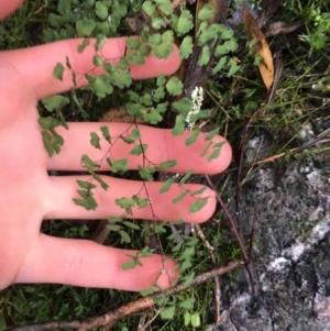 Adiantum aethiopicum at Acton, ACT - 25 Jul 2021