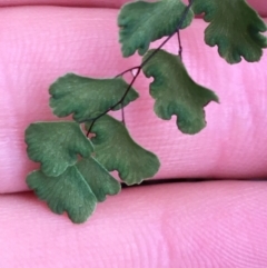 Adiantum aethiopicum at Acton, ACT - 25 Jul 2021