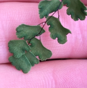 Adiantum aethiopicum at Acton, ACT - 25 Jul 2021