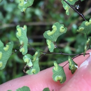 Adiantum aethiopicum at Acton, ACT - 25 Jul 2021