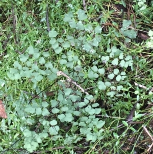 Adiantum aethiopicum at Acton, ACT - 25 Jul 2021