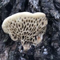 Hexagonia vesparia (Wasp Nest Polypore) at Belconnen, ACT - 25 Jul 2021 by Nikki