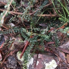 Asplenium flabellifolium (Necklace Fern) at Acton, ACT - 25 Jul 2021 by NedJohnston