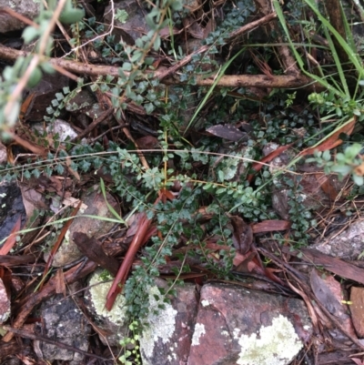 Asplenium flabellifolium (Necklace Fern) at Acton, ACT - 25 Jul 2021 by NedJohnston