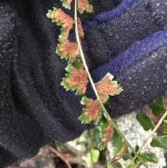 Asplenium flabellifolium at Acton, ACT - 25 Jul 2021