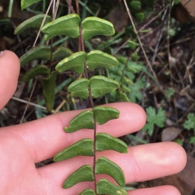 Pellaea calidirupium (Hot Rock Fern) at Downer, ACT - 25 Jul 2021 by NedJohnston