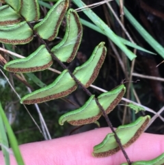 Pellaea calidirupium at Downer, ACT - 25 Jul 2021