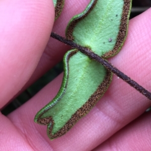 Pellaea calidirupium at Downer, ACT - 25 Jul 2021 10:28 AM