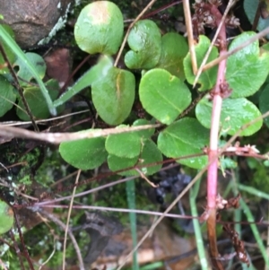 Pellaea calidirupium at Downer, ACT - 25 Jul 2021 10:28 AM