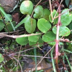 Pellaea calidirupium at Downer, ACT - 25 Jul 2021