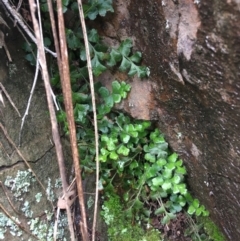 Pleurosorus rutifolius (Blanket Fern) at Black Mountain - 24 Jul 2021 by Ned_Johnston