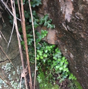 Asplenium subglandulosum at Acton, ACT - 25 Jul 2021 09:30 AM