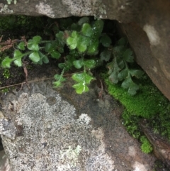 Asplenium subglandulosum at Acton, ACT - 25 Jul 2021