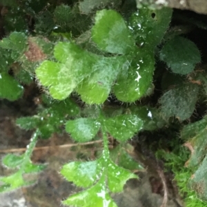 Asplenium subglandulosum at Acton, ACT - 25 Jul 2021