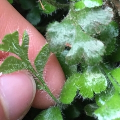 Pleurosorus rutifolius at Acton, ACT - 25 Jul 2021