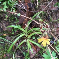 Luzula sp. (Woodrush) at Black Mountain - 25 Jul 2021 by Ned_Johnston