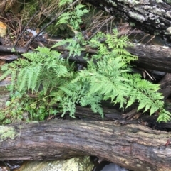 Pteris tremula (Tender Brake) at Downer, ACT - 25 Jul 2021 by Ned_Johnston