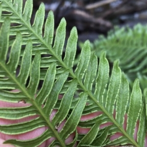 Pteris tremula at Downer, ACT - 25 Jul 2021