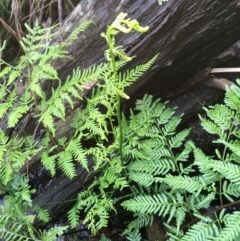 Pteris tremula at Downer, ACT - 25 Jul 2021