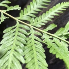 Pteris tremula at Downer, ACT - 25 Jul 2021