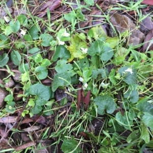 Viola odorata at Downer, ACT - 25 Jul 2021 11:04 AM