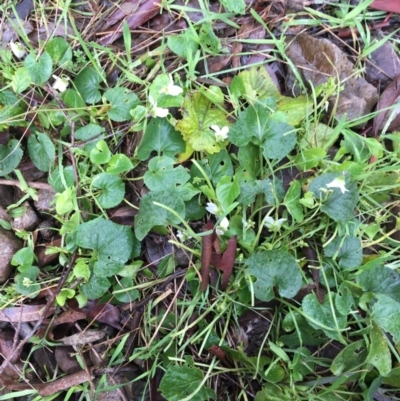 Viola odorata (Sweet Violet, Common Violet) at Black Mountain - 25 Jul 2021 by Ned_Johnston