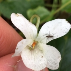 Viola odorata at Downer, ACT - 25 Jul 2021 11:04 AM