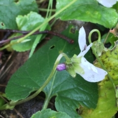 Viola odorata at Downer, ACT - 25 Jul 2021 11:04 AM