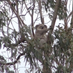 Phascolarctos cinereus (Koala) at Mittagong - 25 Nov 2019 by whitegaye