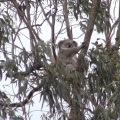 Phascolarctos cinereus (Koala) at Wingecarribee Local Government Area - 25 Nov 2019 by whitegaye