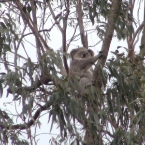 Phascolarctos cinereus at Mittagong, NSW - 25 Nov 2019