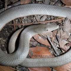 Lialis burtonis (Burton's Snake-lizard) at Blue Mountains National Park, NSW - 10 May 2014 by PatrickCampbell