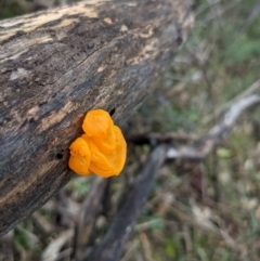 Tremella mesenterica (Witch's Butter or Yellow Brain) at Majura, ACT - 25 Jul 2021 by WalterEgo