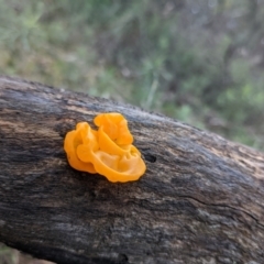 Tremella mesenterica at Majura, ACT - 25 Jul 2021