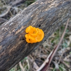 Tremella mesenterica at Majura, ACT - 25 Jul 2021