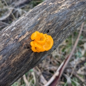 Tremella mesenterica at Majura, ACT - 25 Jul 2021 02:40 PM