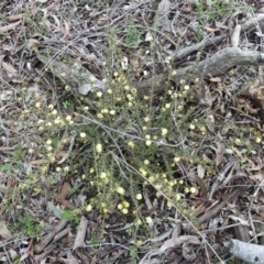 Acacia gunnii (Ploughshare Wattle) at Mount Ainslie - 25 Jul 2021 by WalterEgo