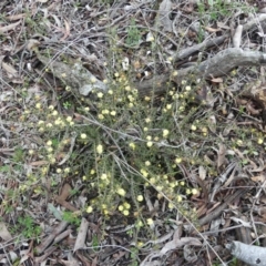 Acacia gunnii (Ploughshare Wattle) at Majura, ACT - 25 Jul 2021 by WalterEgo