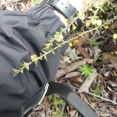 Acacia gunnii at Majura, ACT - 25 Jul 2021 02:37 PM