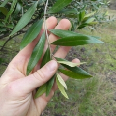 Olea europaea subsp. cuspidata (African Olive) at Majura, ACT - 25 Jul 2021 by WalterEgo