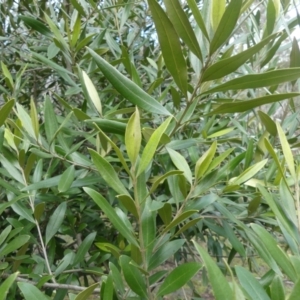 Olea europaea subsp. cuspidata at Majura, ACT - 25 Jul 2021