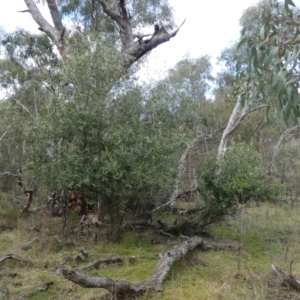 Olea europaea subsp. cuspidata at Majura, ACT - 25 Jul 2021