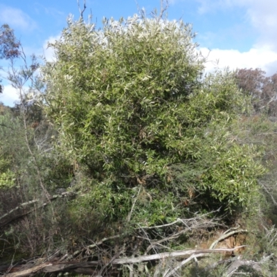 Olea europaea subsp. cuspidata (African Olive) at Mount Ainslie - 25 Jul 2021 by WalterEgo