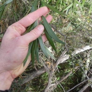 Olea europaea subsp. cuspidata at Majura, ACT - 25 Jul 2021