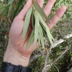 Olea europaea subsp. cuspidata at Majura, ACT - 25 Jul 2021 02:09 PM