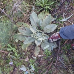 Verbascum thapsus subsp. thapsus (Great Mullein, Aaron's Rod) at Majura, ACT - 25 Jul 2021 by WalterEgo